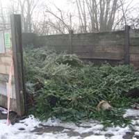 Recyclinghof Gartenabfälle mit ausgedienten Weihnachtsbäumen.jpg